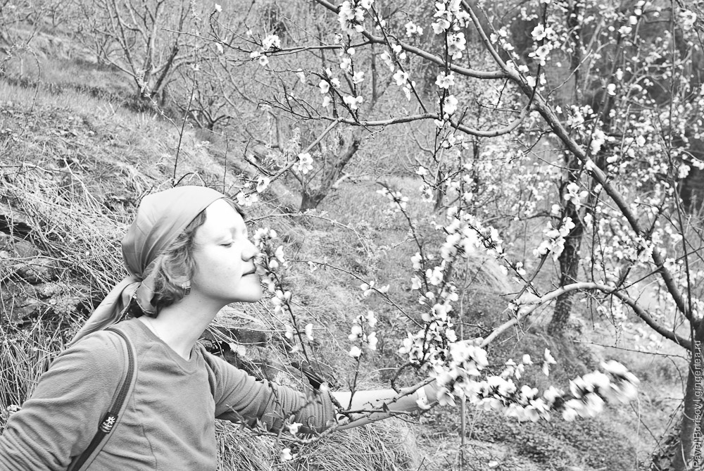 в долине Куллу цветут яблони и сливы