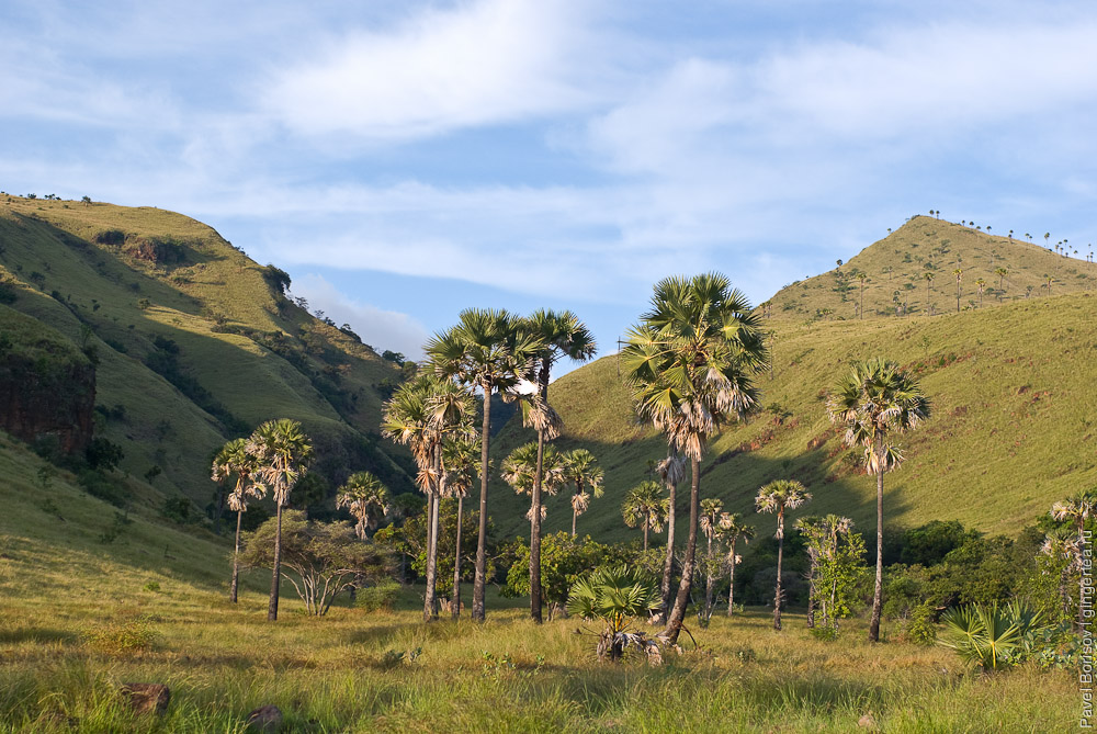 долина с веерными пальмами, fan palm valley