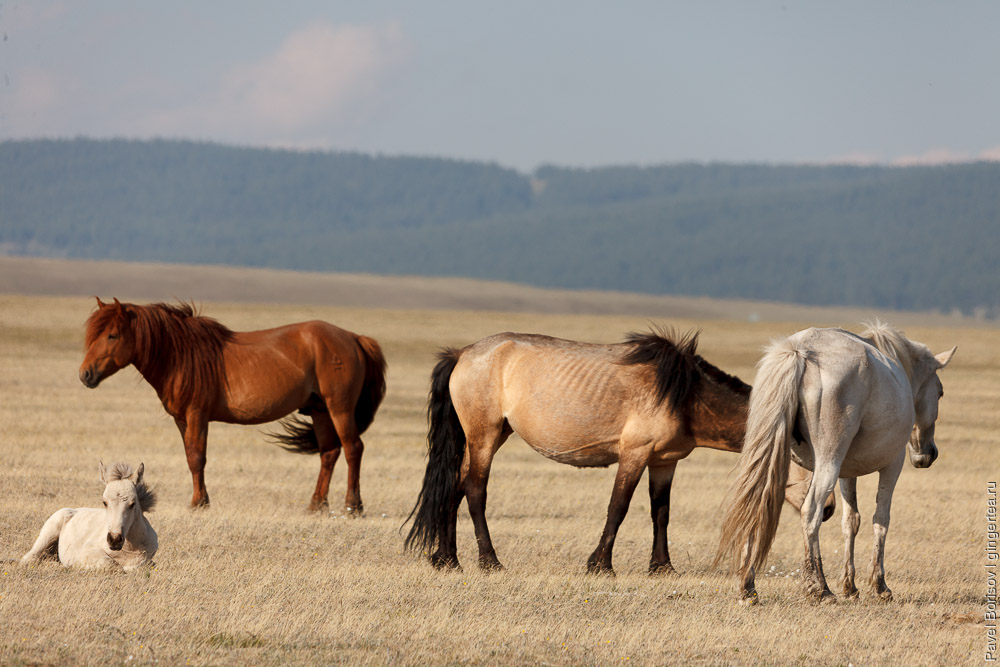 лошади на берегу озера Хубсугул