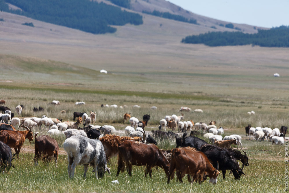 козы в Монголии