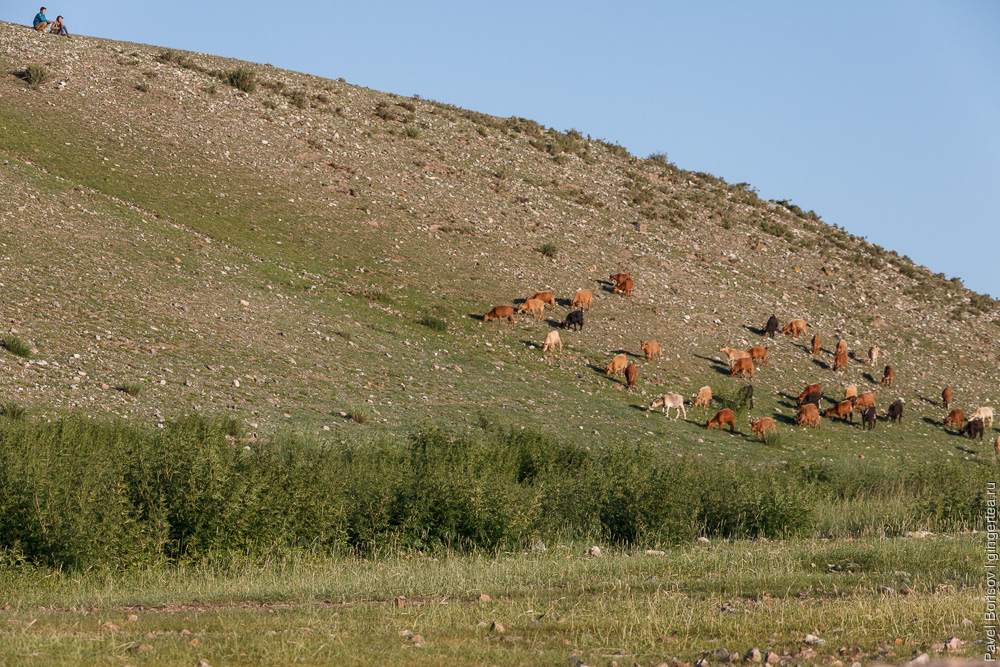 коровы в Монголии