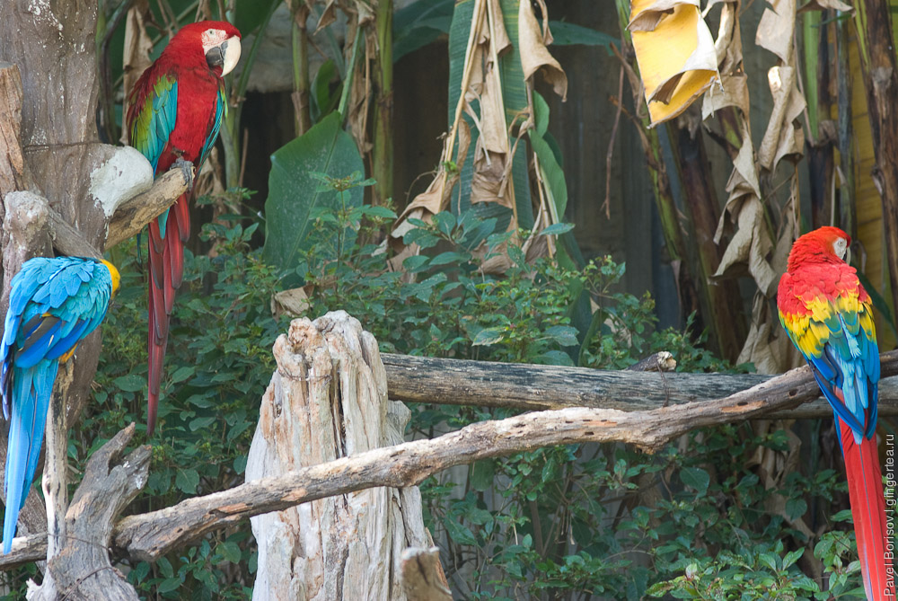 попугаи, parrots