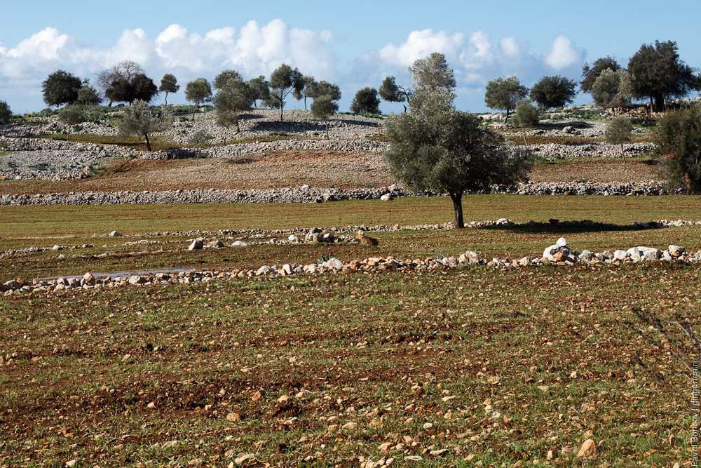 оливковое дерево на поле в Турции
