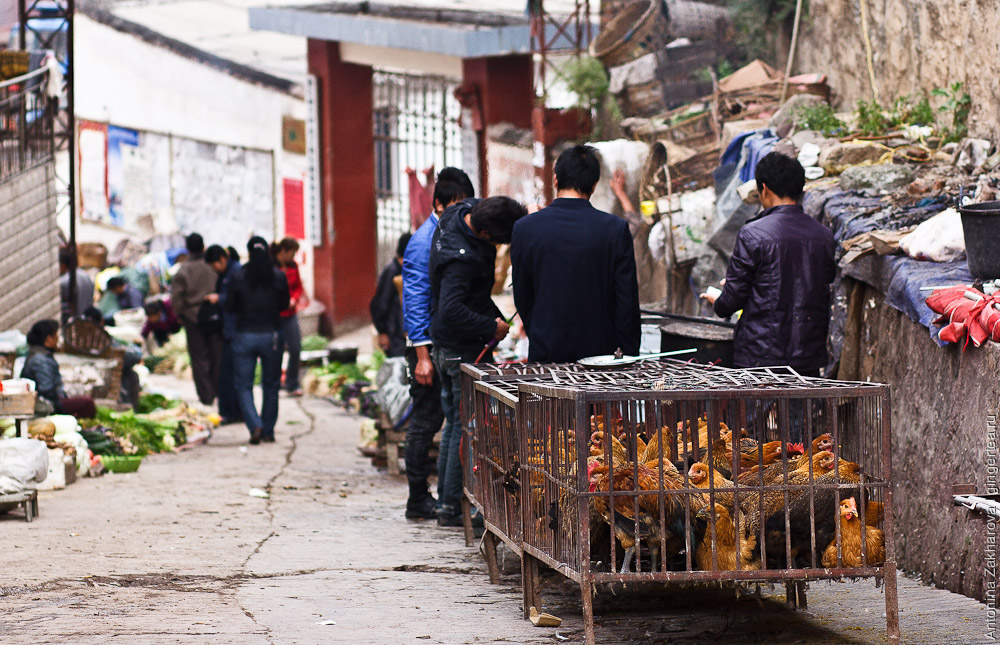 Как убивают куриц в Китае