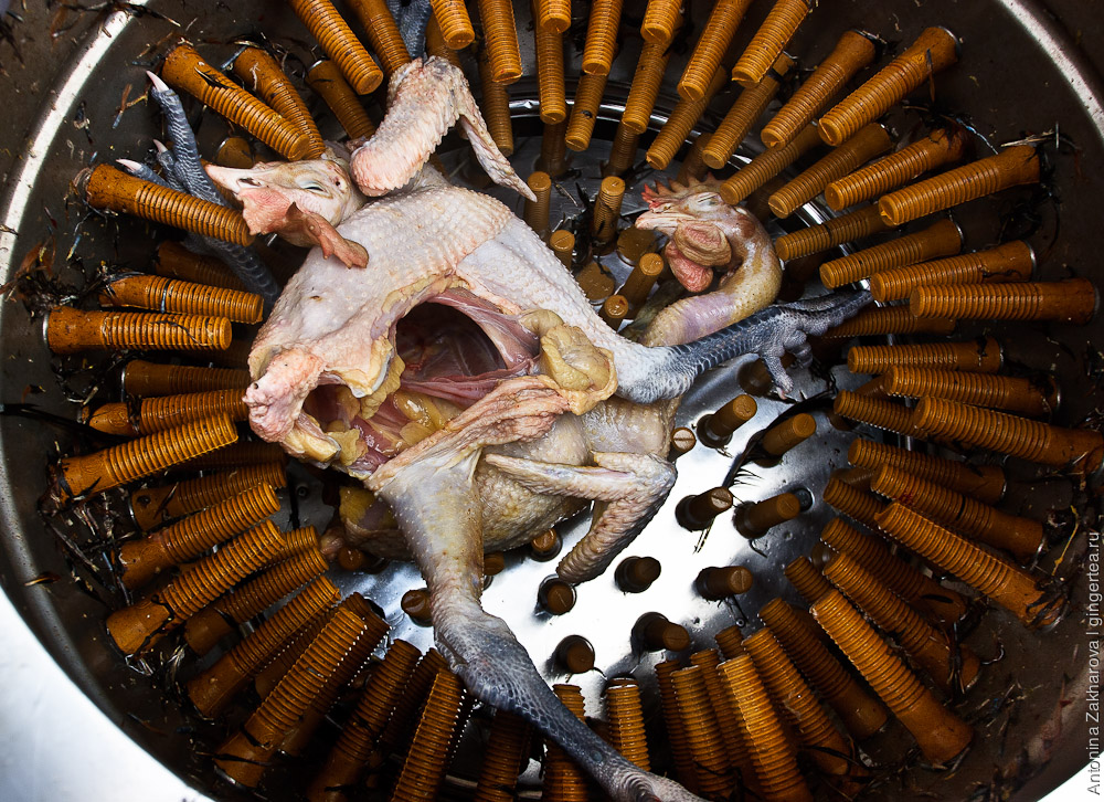 Как убивают куриц в Китае