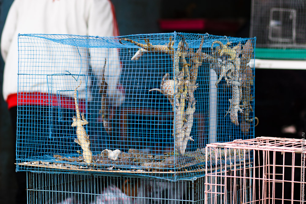 Как продают животных на птичьем рынке в Денпасаре