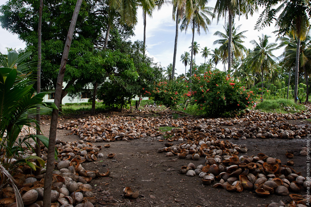 Новый год под пальмами. Репортаж с кокосовой фабрики