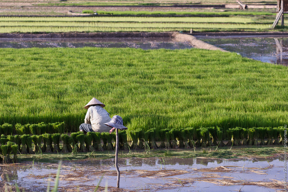 рисовая рассада на поле, как сажают рис