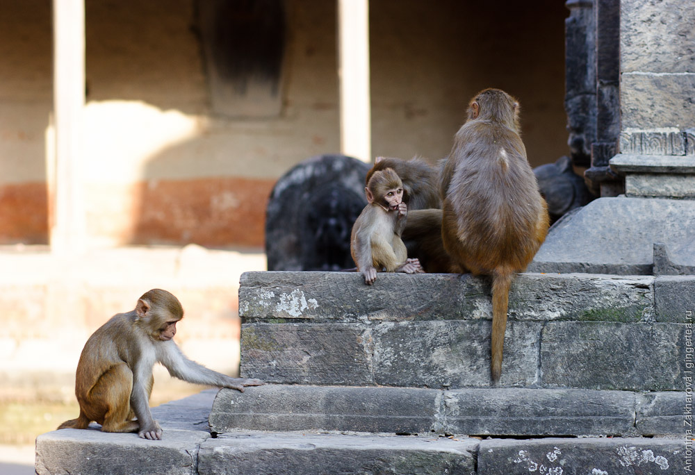 Катманду и обезьяны