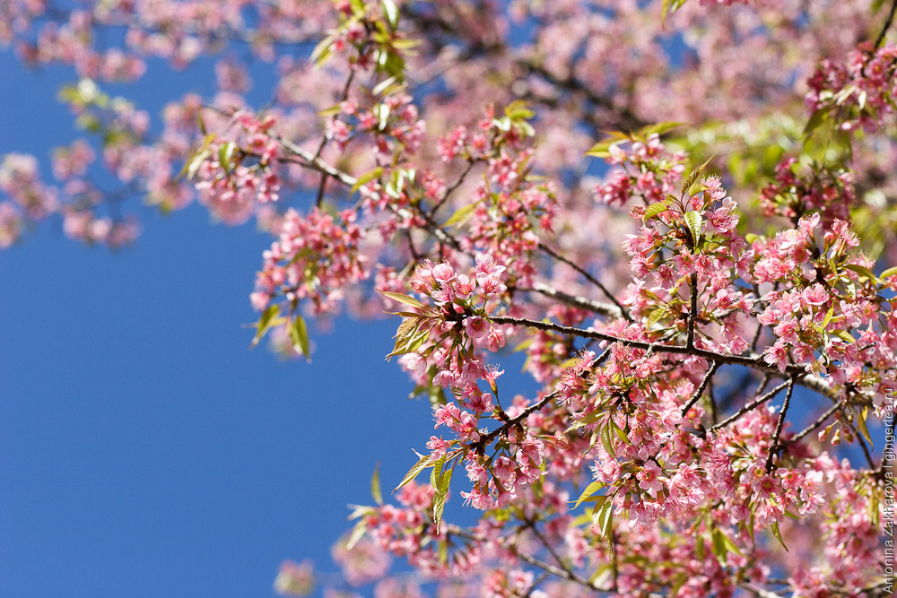 цветущее дерево вишни в Непале
