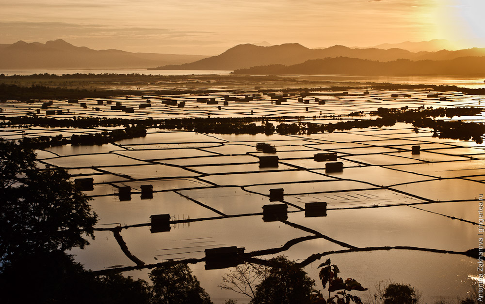 рисовые поля на закате на острове Сумбава в Индонезии