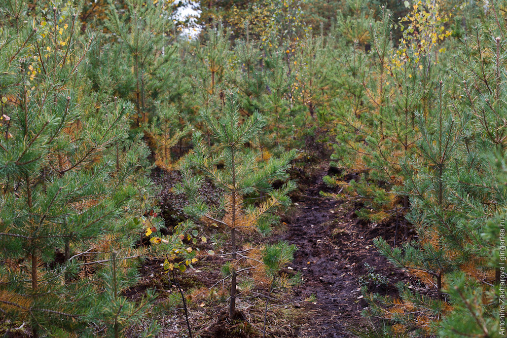 лес в Тверской области