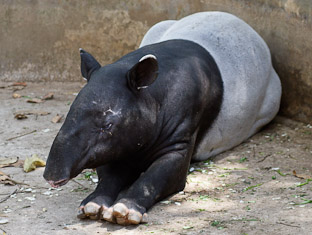 Тапиры, капибары, мары, коалы и другие животные в зоопарке Чианг Мая (часть 2) 
