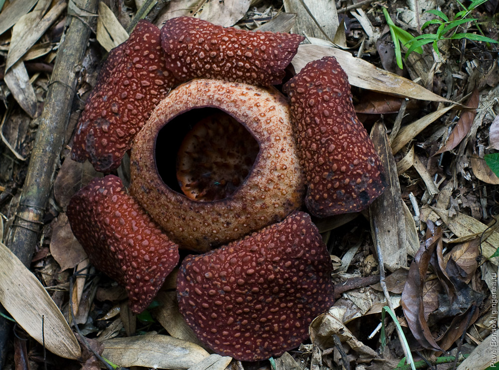 раффлезия, rafflesia keithii