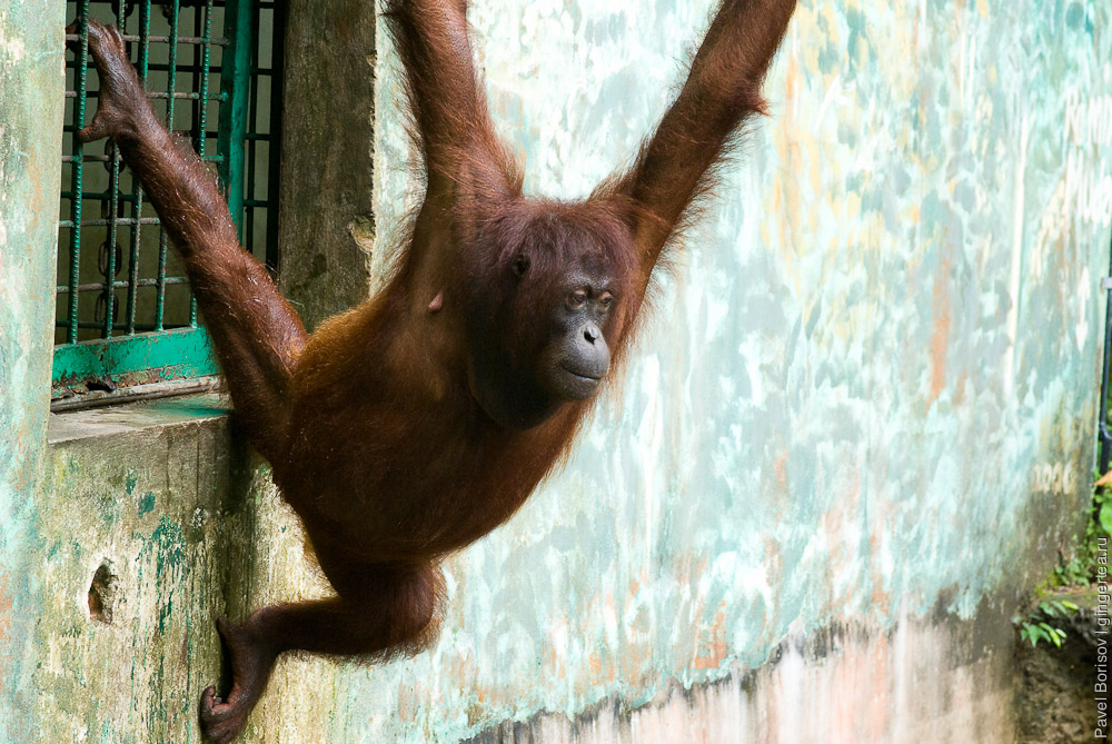 орангутан, orangutan