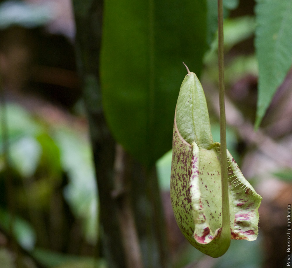 непентес, nepenthes, pitcher plant