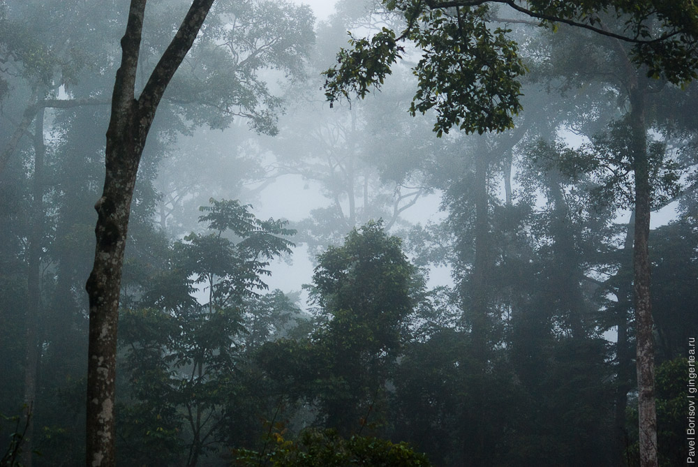 влажный тропический лес долины Данум на рассвете, Danum valley rainforest just before sunrise