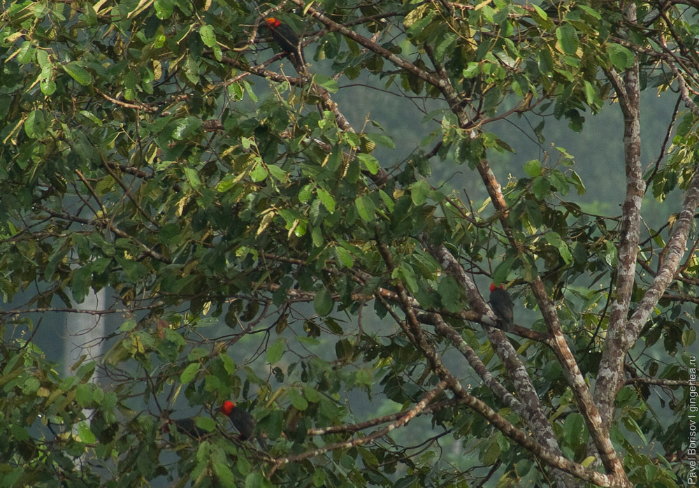 птицы долины Данум, Danum valley birdwatching