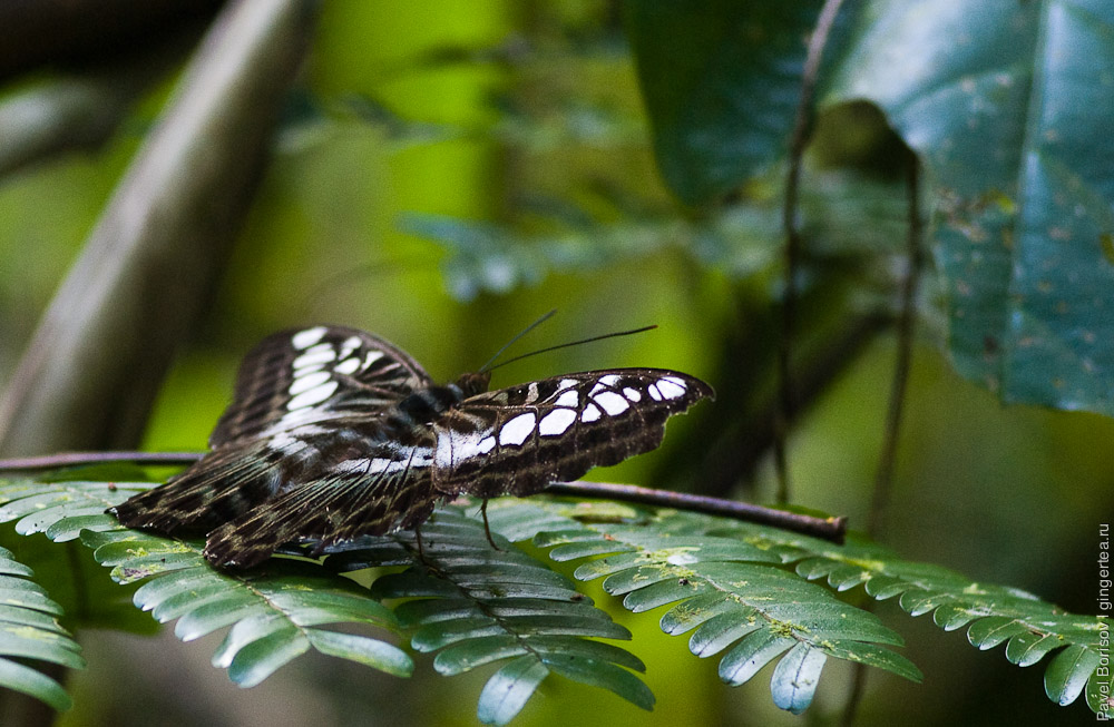 бабочка в заповеднике Данум, Danum valley butterfly