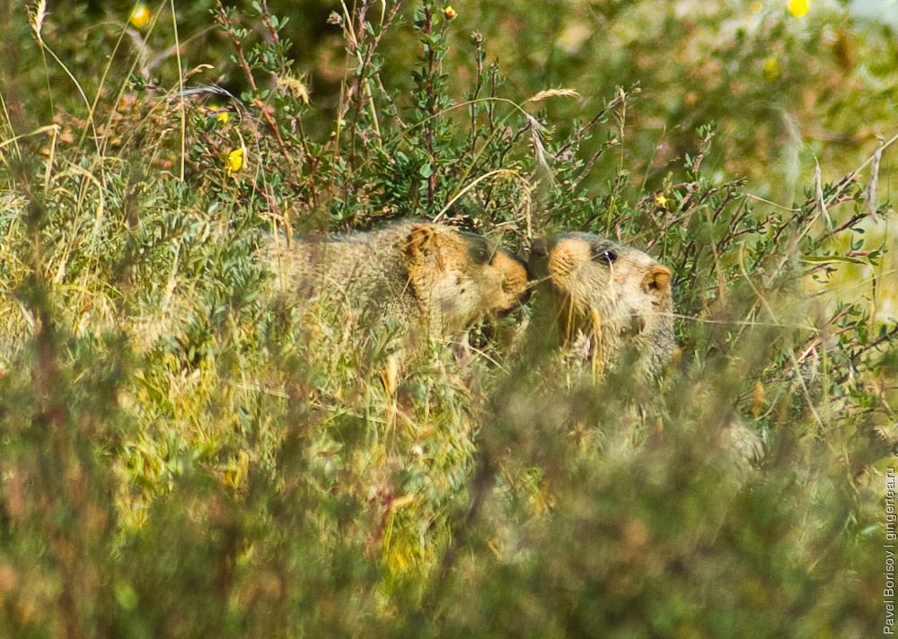 два сурка в траве, a couple of marmots in grass
