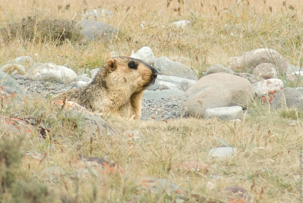 сурок выглядывает из норы, marmot looks out of a burrow
