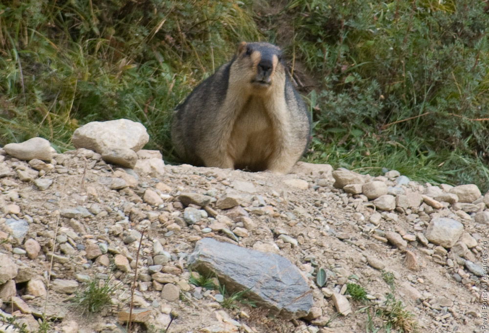 перед зимней спячкой сурки хорошо наедаются, marmots are getting fat to go into hibernation