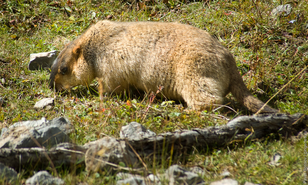 сурок пасется, marmot is grazing