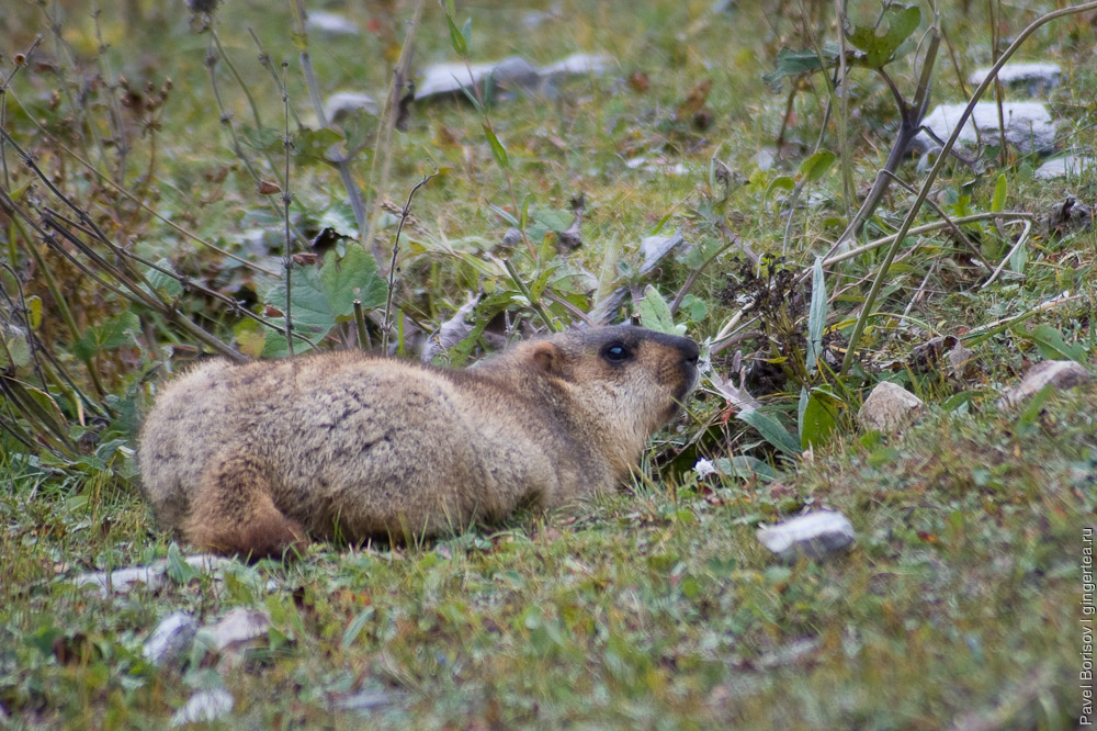 сурок осматривается, marmot looking around