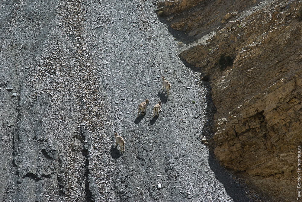 сибирский горный козел, siberian ibex