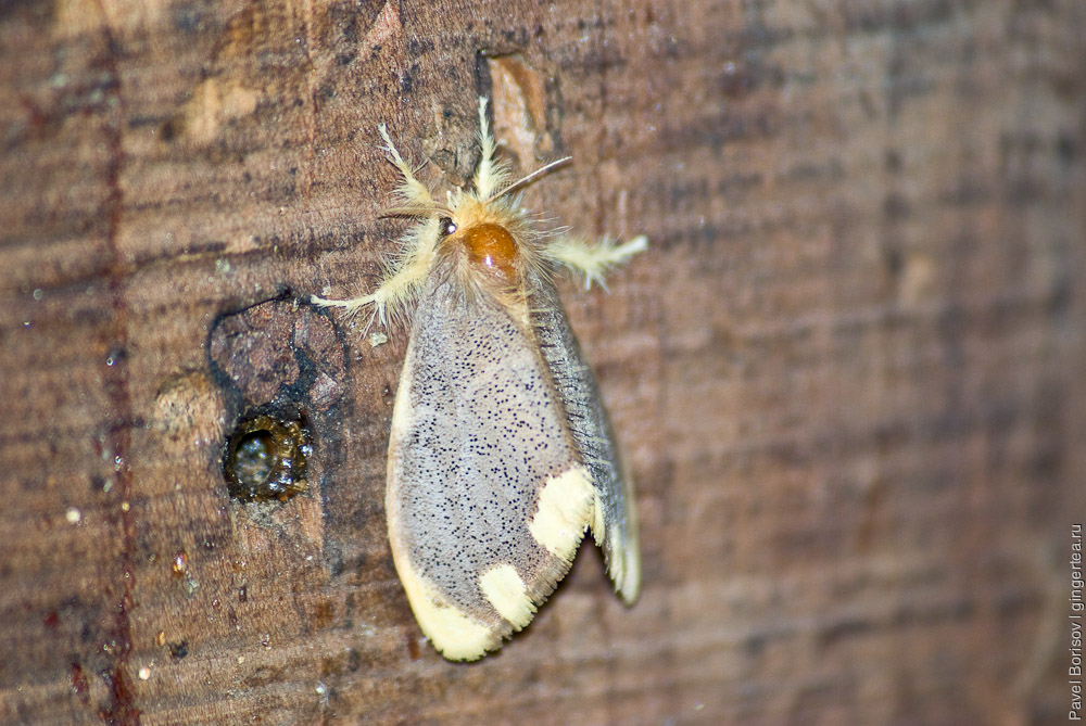 Фауна вокруг нашего дома в долине Куллу: насекомые и членистоногие