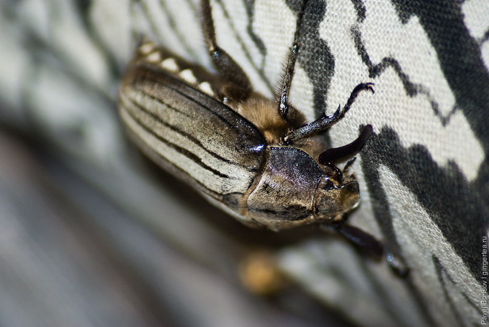 Фауна вокруг нашего дома в долине Куллу: насекомые и членистоногие