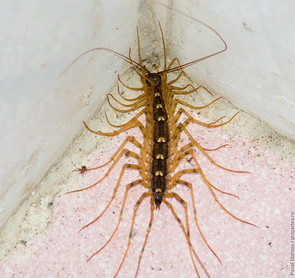 мухоловка обыкновенная, Scutigera coleoptrata, house centipede