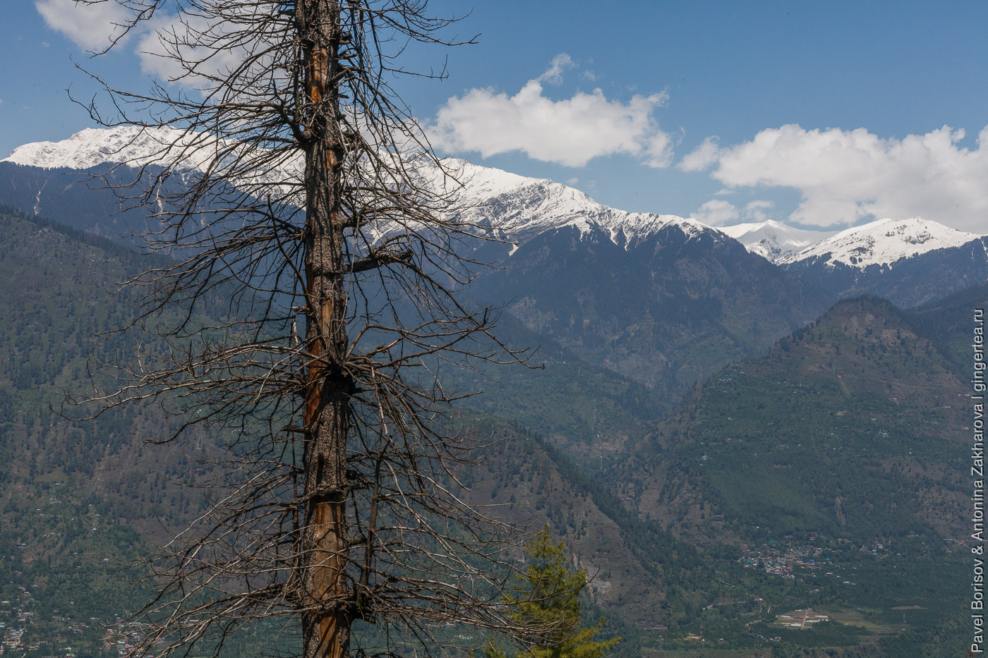 Какой лес растет в Гималаях