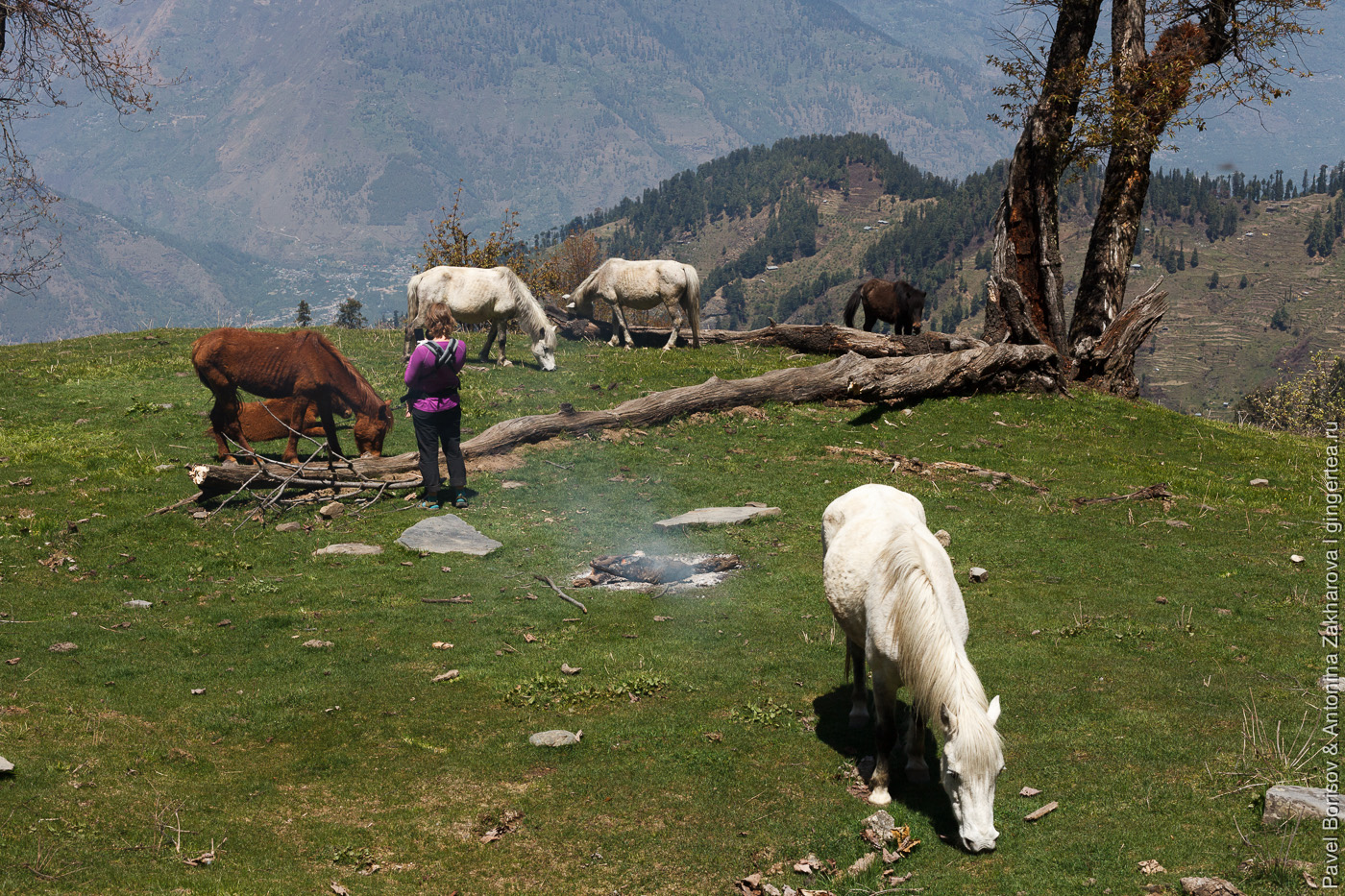 Лошади пришли на стоянку к туристам в горном походе