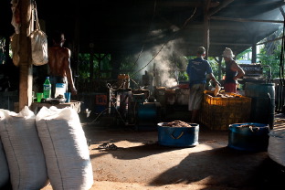 Что такое кокосовая фабрика. Репортаж с острова Себеси