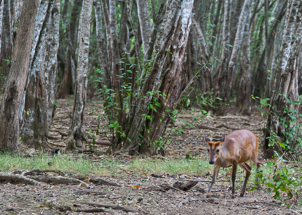 Животные сухого тропического леса в западно балийском национальном парке