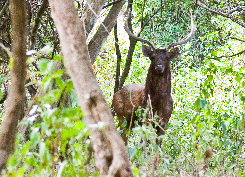 Животные сухого тропического леса в западно балийском национальном парке