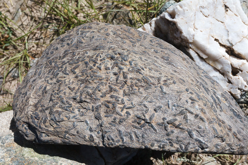 окаменелости в Монголии