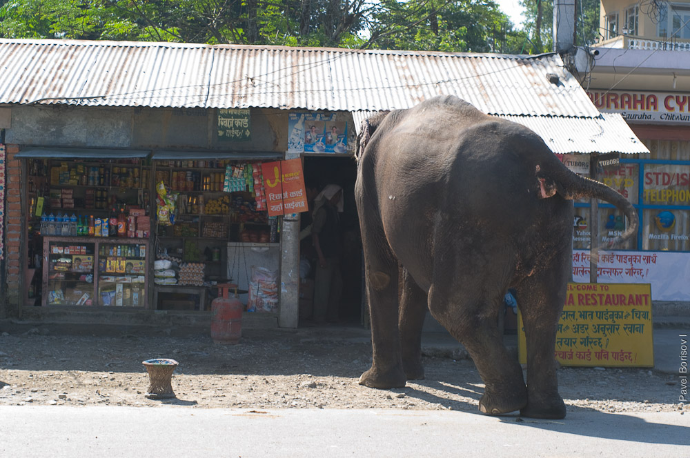 О роли слонов в непальском обществе. Репортаж из слоновьего питомника