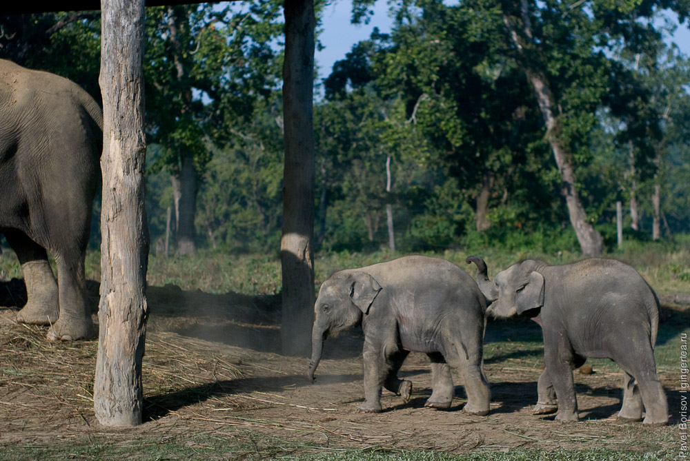 О роли слонов в непальском обществе. Репортаж из слоновьего питомника