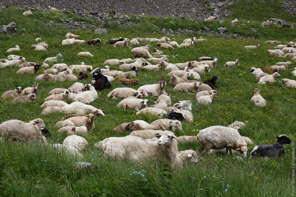 овцы в Северной Осетии