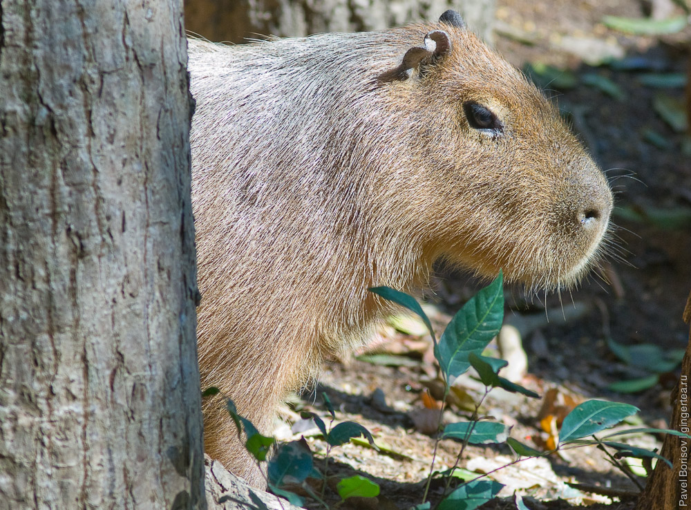 капибара, capybara
