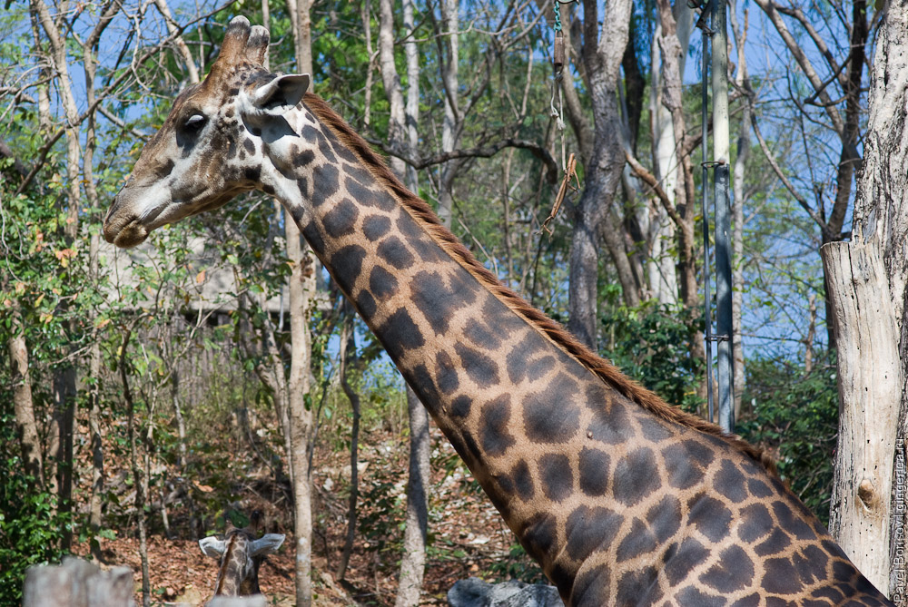 жираф, giraffe