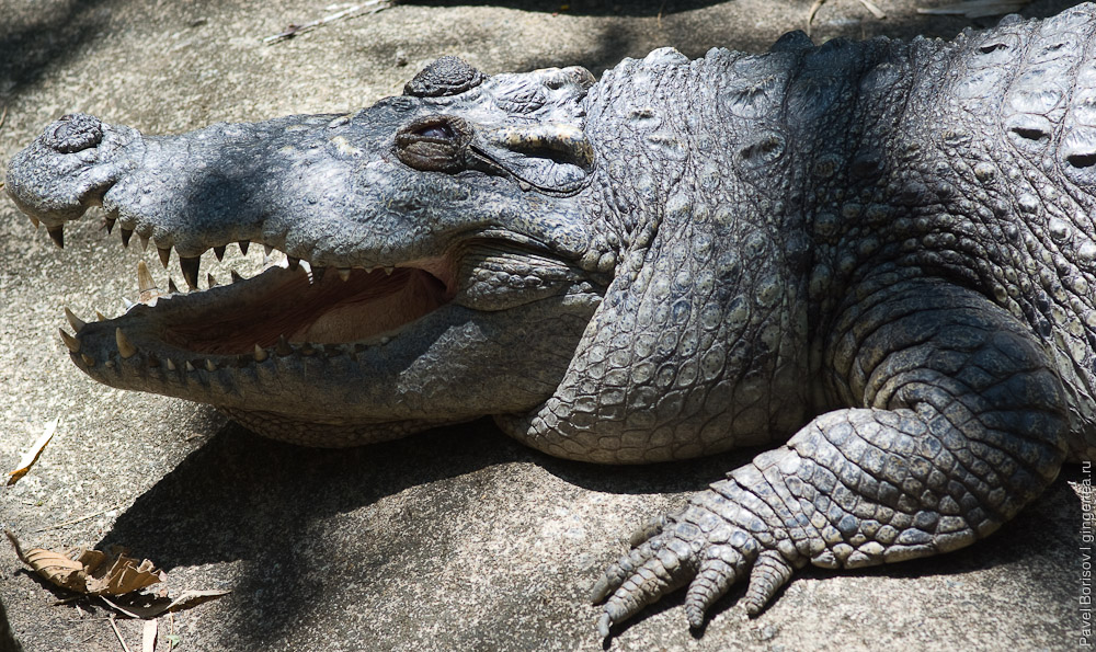 гребнистный крокодил, estuarine crocodile