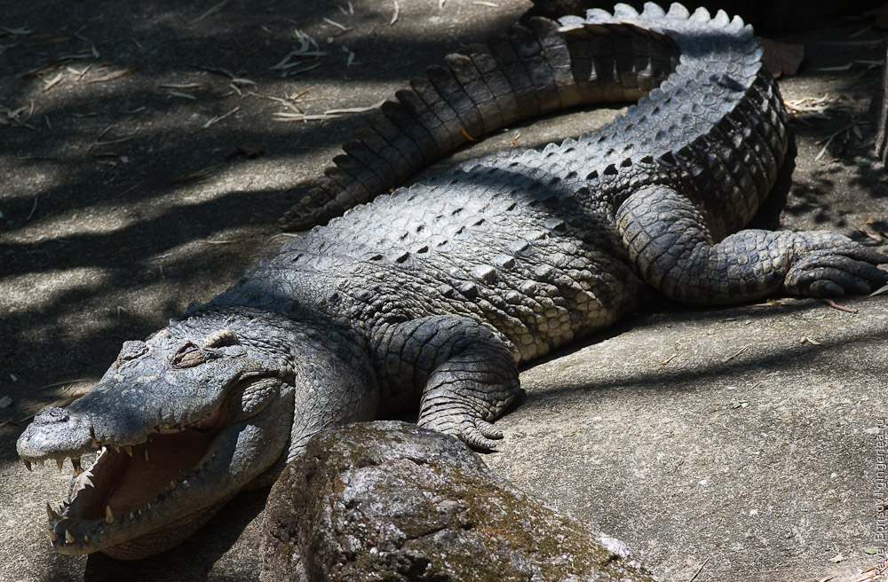 гребнистный крокодил, estuarine crocodile