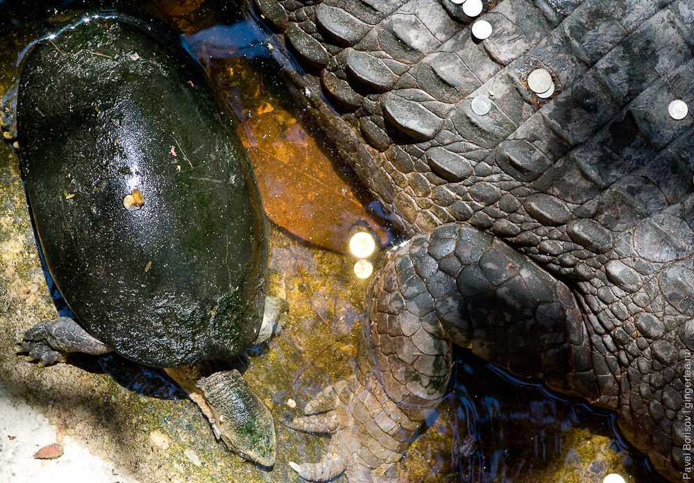 гавиал и черепаха, gavial and turtle