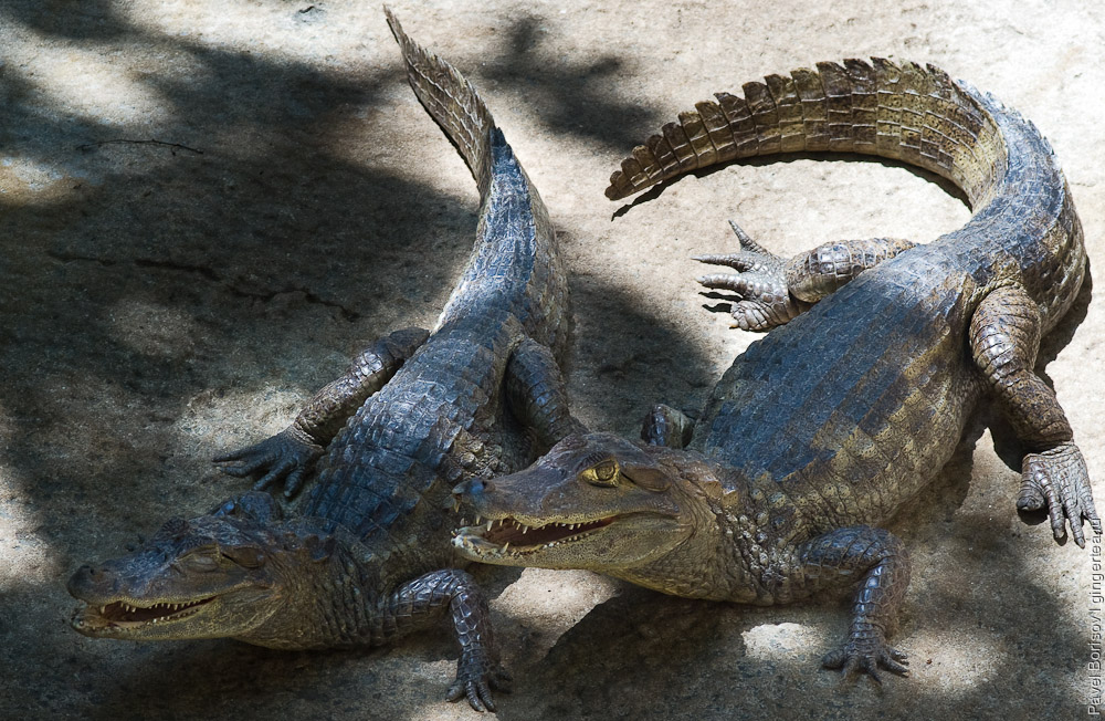 пара сиамских крокодилов, a couple of siam crocodiles