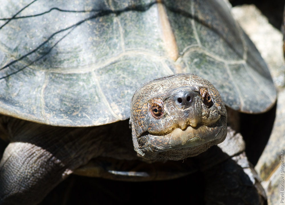 черепаха анфас, turtle face