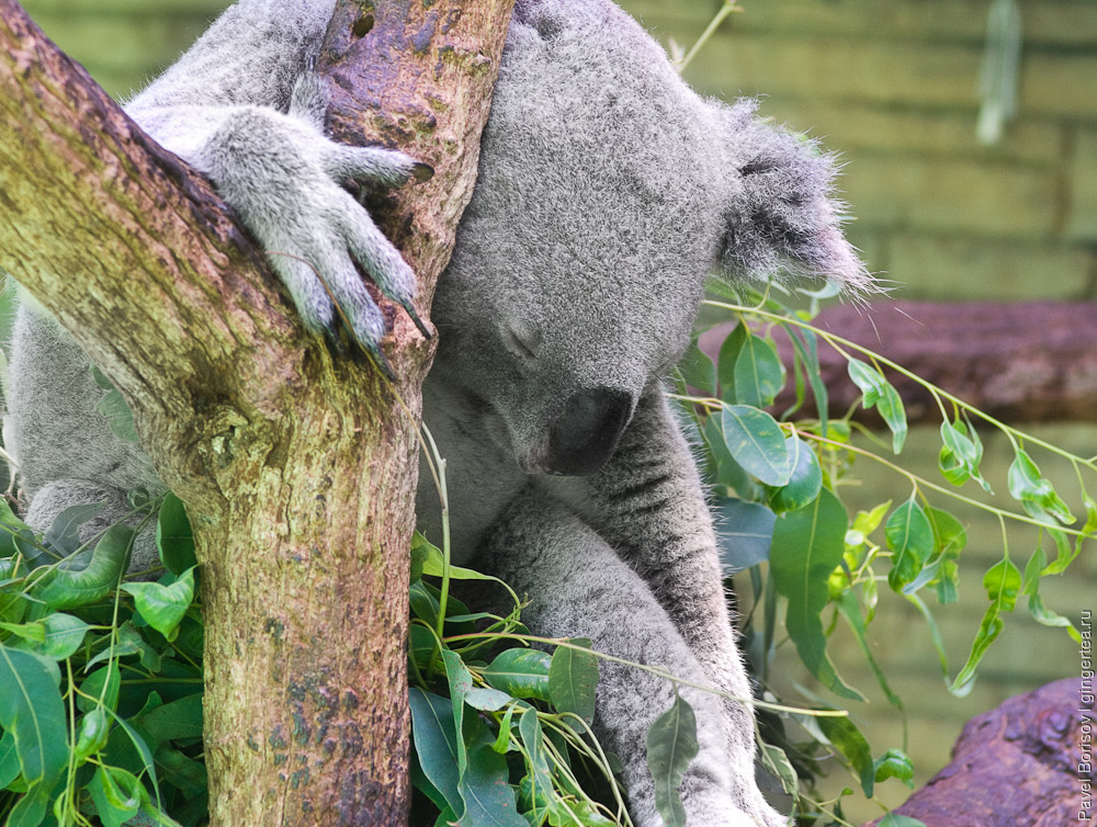 коала, koala
