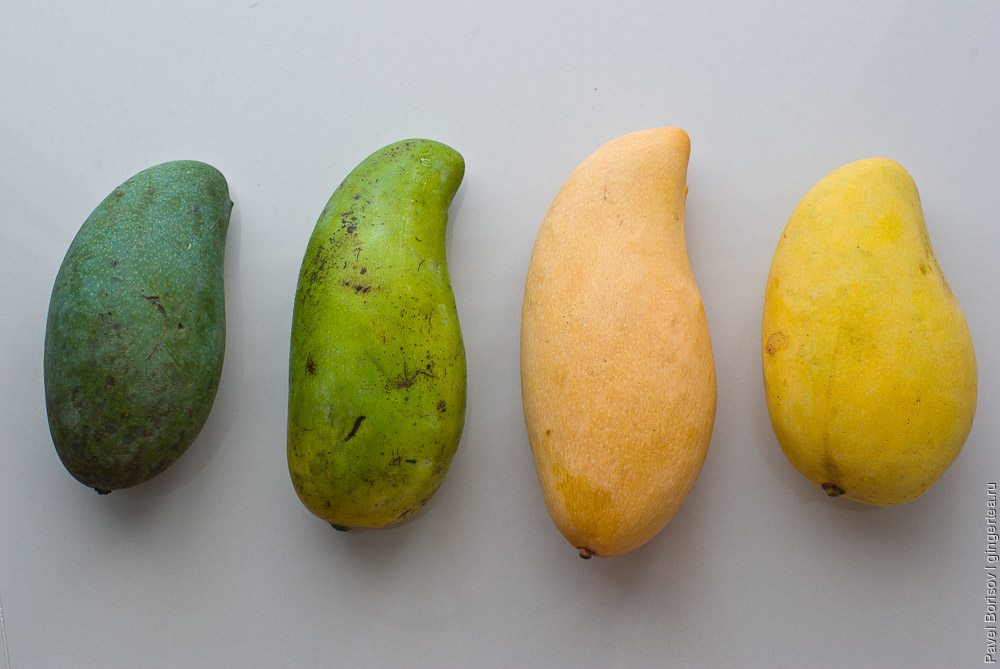 Какие бывают манго и как их правильно есть | GingerTea.ru
